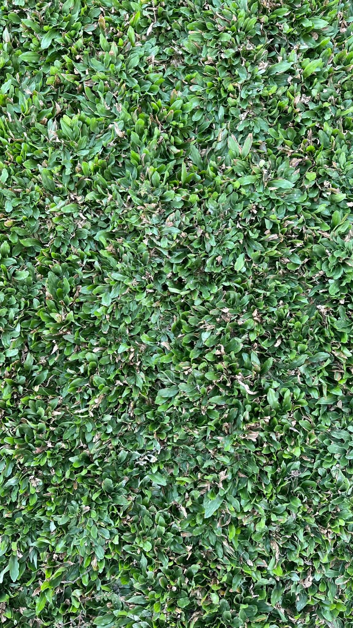 Pearl Grass sample
