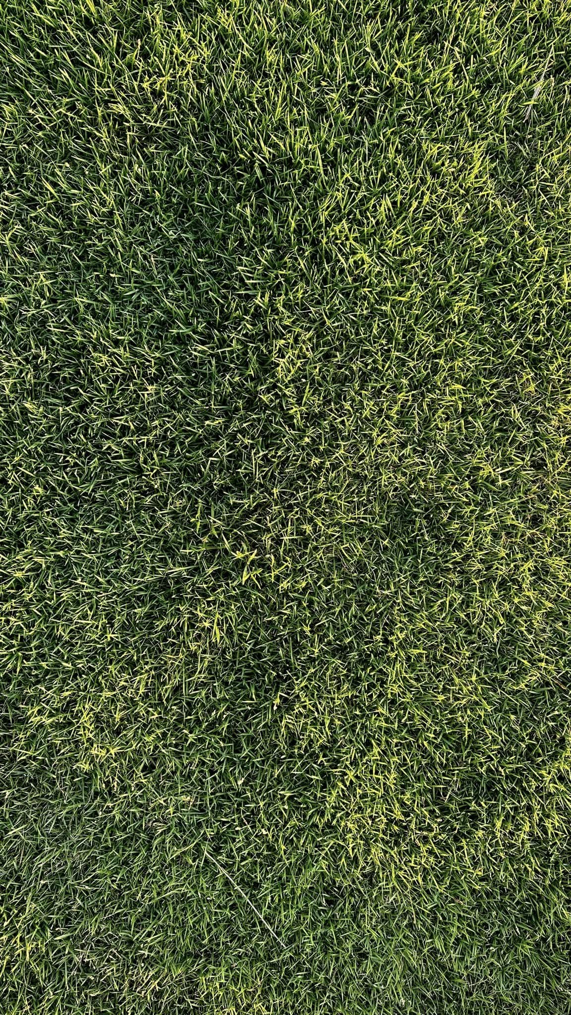 Philippine Grass sample